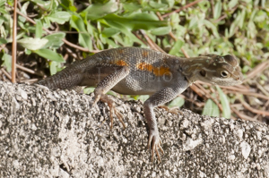 Pregnant female agama lizard